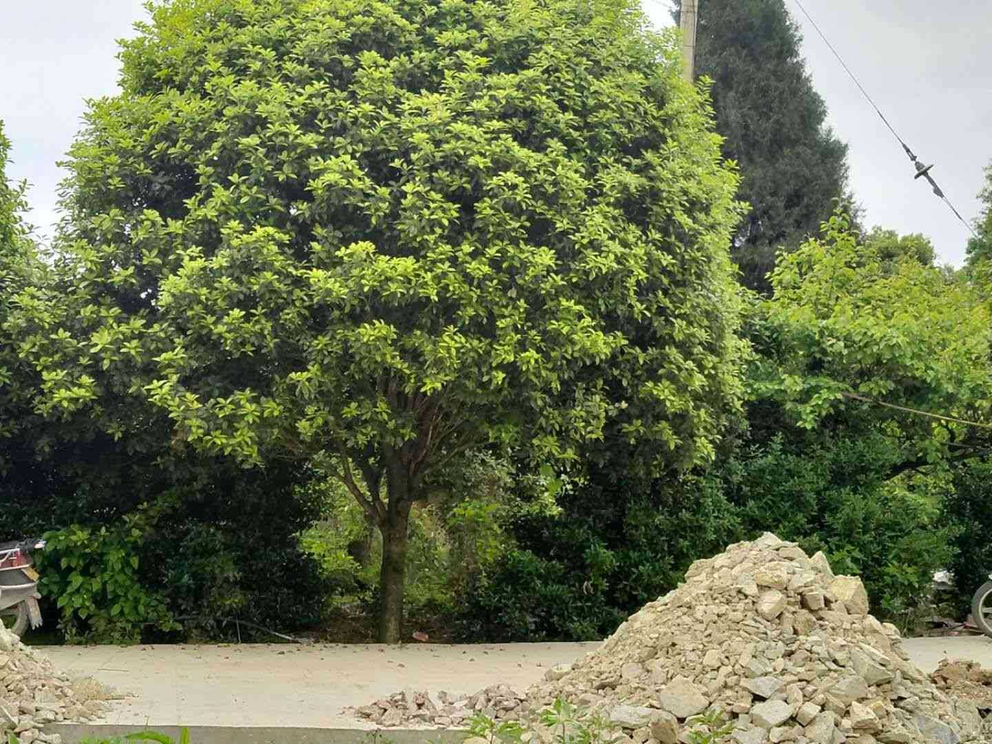 重庆巴南区苗圃桂花树批发价格图片