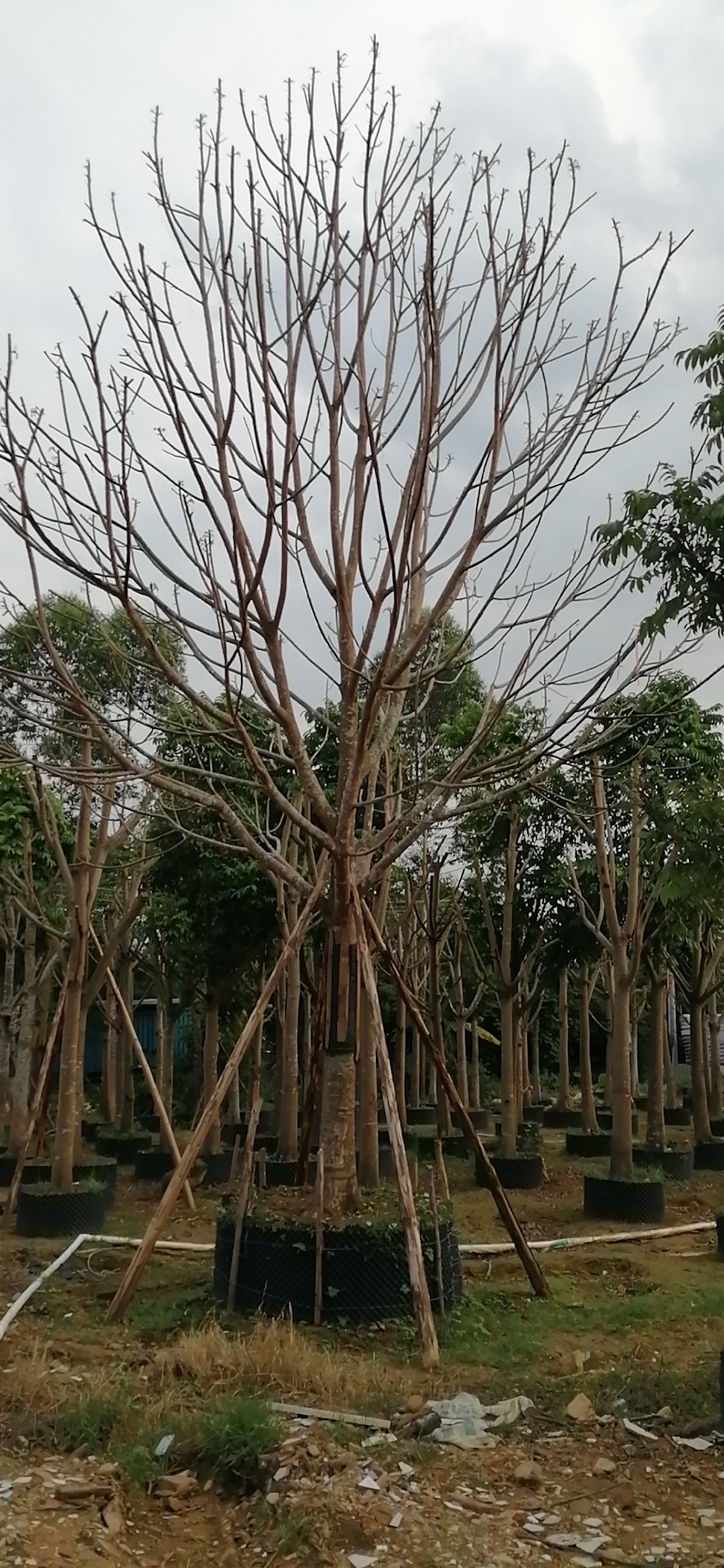 仁面子种植方法 仁面子批发基地 自产自销量大从优图片