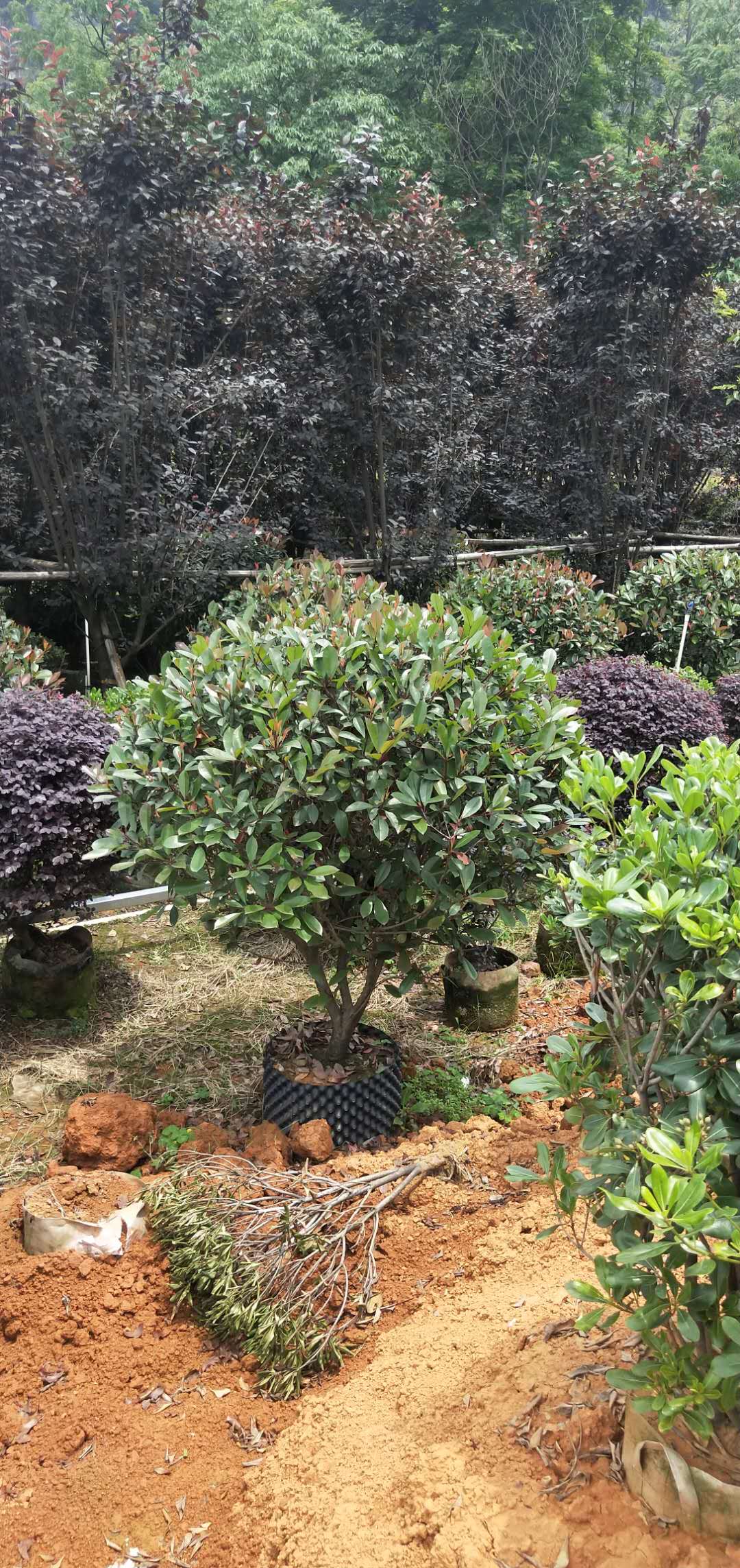 廣西紅葉石楠球_紅葉石楠球批發(fā) 高100 冠幅100 歡迎訂購（陽朔縣龍盛花木場）