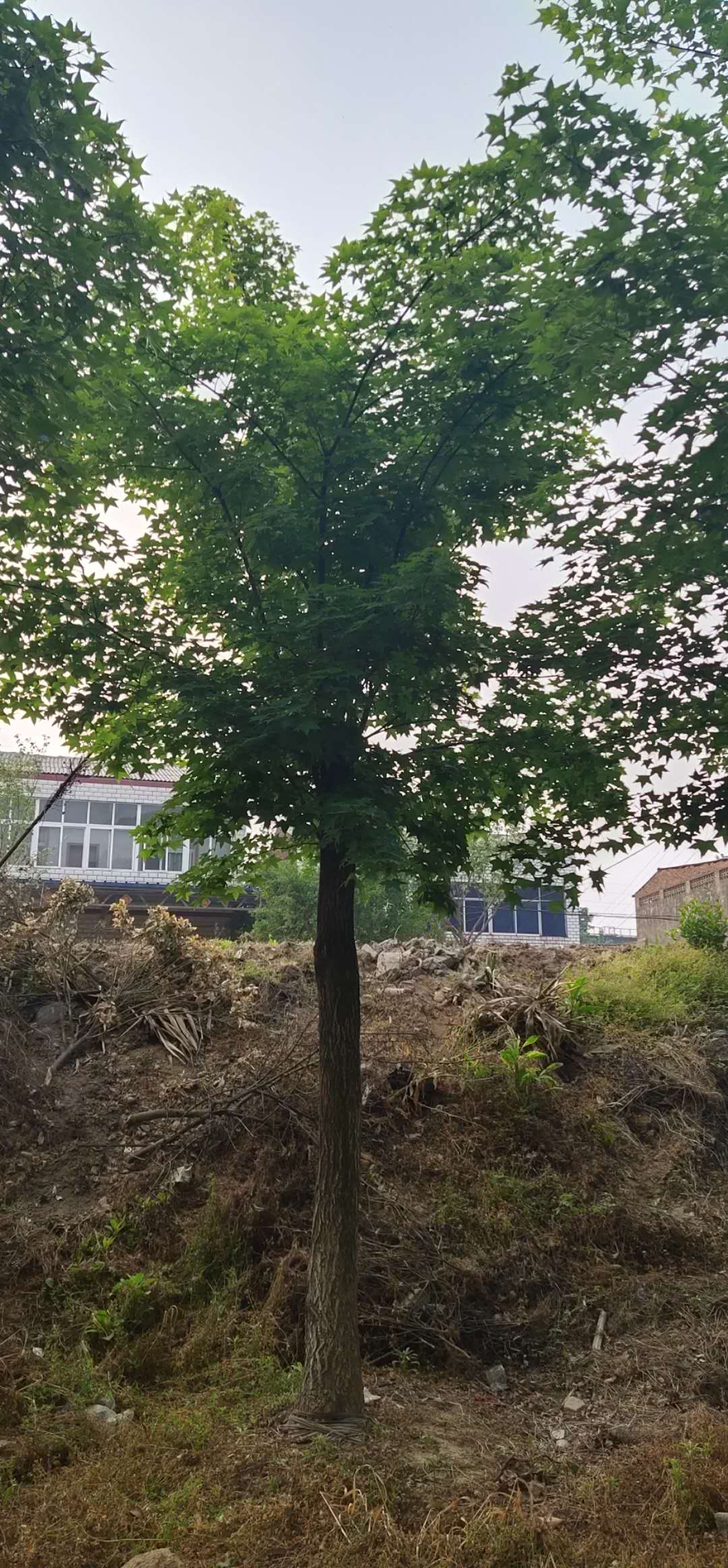 單桿五角楓圖片/單桿五角楓樣板圖 (1)