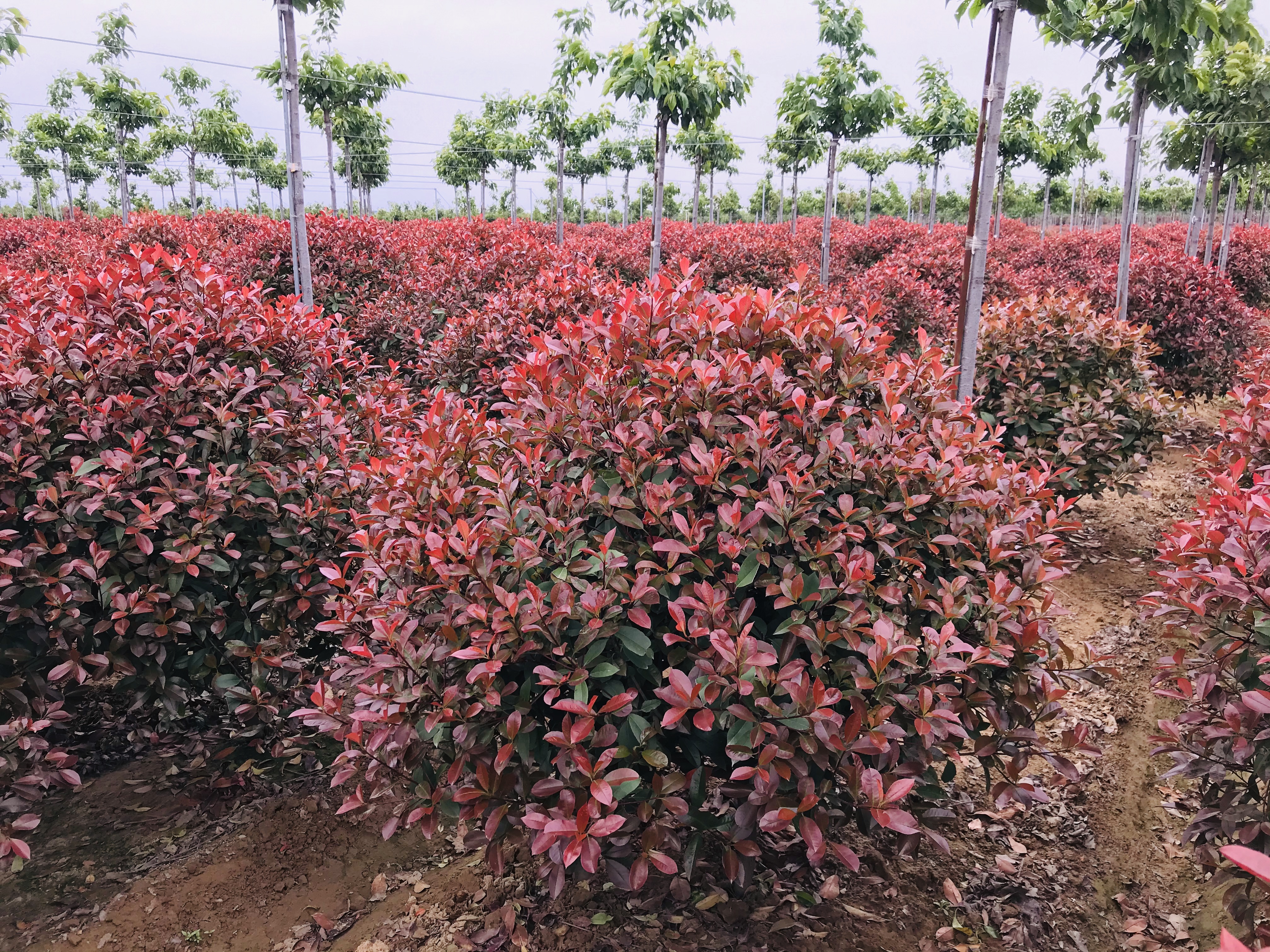 临沂红叶石楠-大型红叶石楠基地-城市绿化红叶石楠