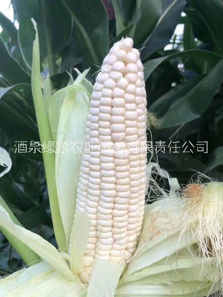 甜糯玉米種子圖片/甜糯玉米種子樣板圖 (4)