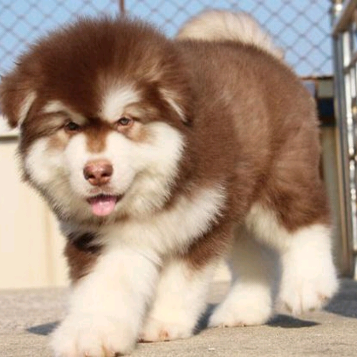 阿拉斯加幼犬圖片/阿拉斯加幼犬樣板圖 (4)