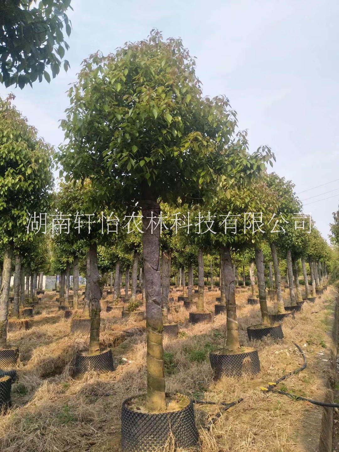 截桿容器香樟圖片/截桿容器香樟樣板圖 (2)