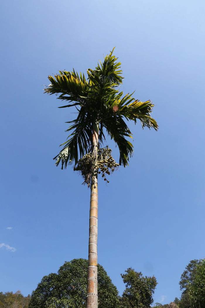 長(zhǎng)沙棕櫚圖片/長(zhǎng)沙棕櫚樣板圖 (3)