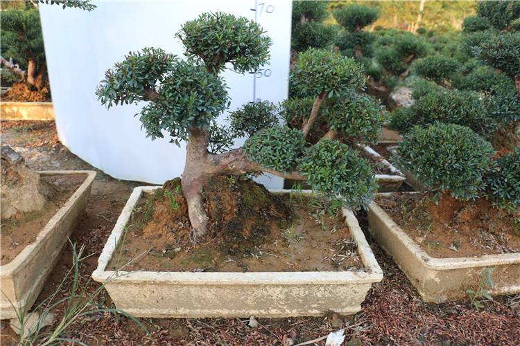 小葉赤楠圖片/小葉赤楠樣板圖 (4)