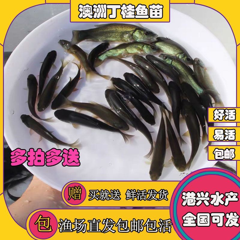 丁桂魚苗圖片/丁桂魚苗樣板圖 (1)