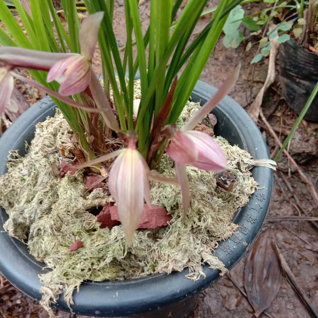 春兰朵香批发-种植基地-价格-大量供应