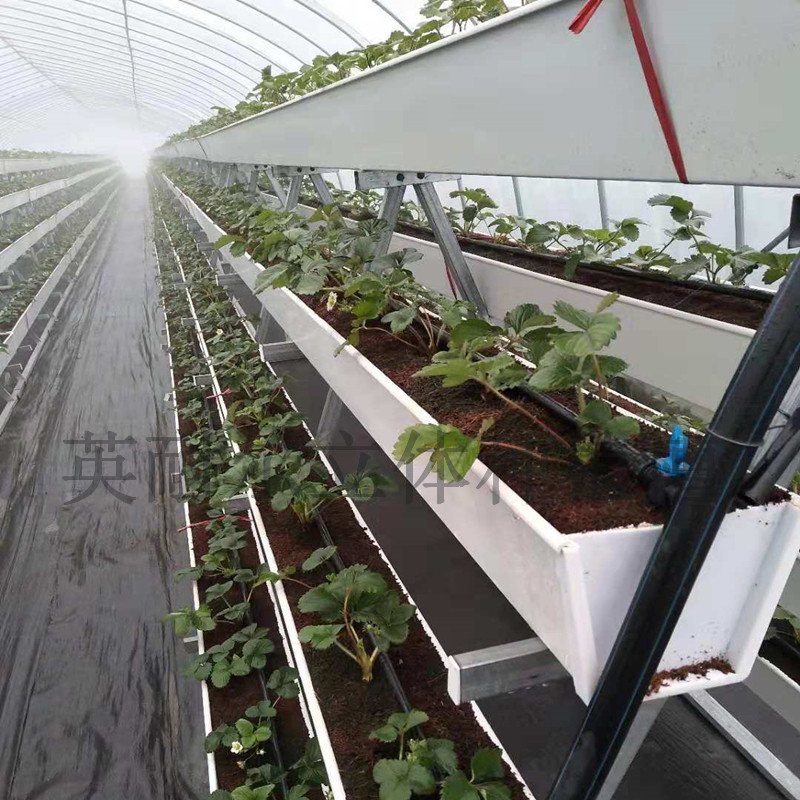 草莓立體種植槽圖片