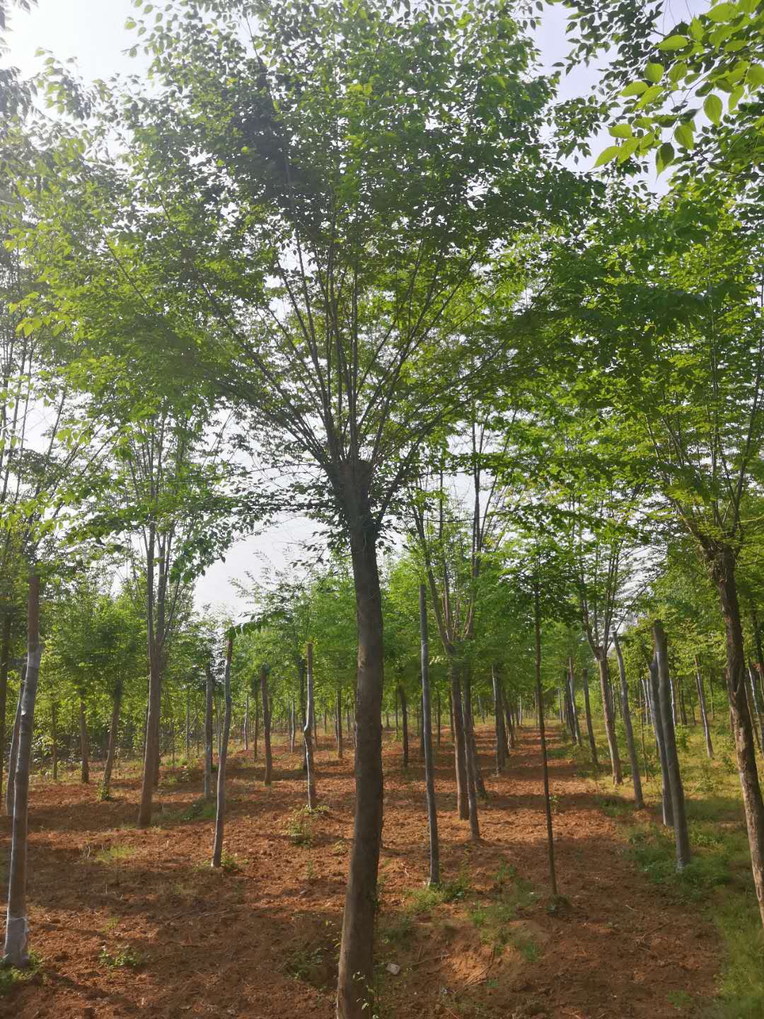 青檀樹圖片/青檀樹樣板圖 (2)