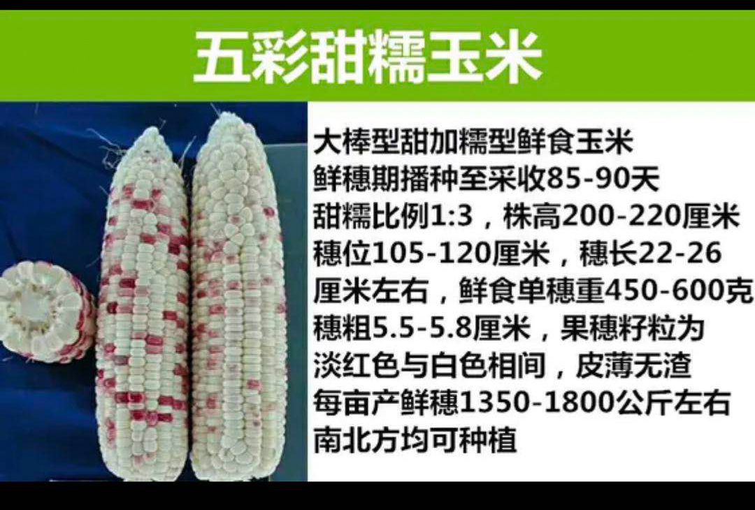 玉米種子圖片/玉米種子樣板圖 (1)