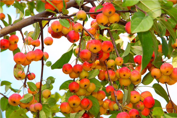 冬紅海棠圖片/冬紅海棠樣板圖 (4)