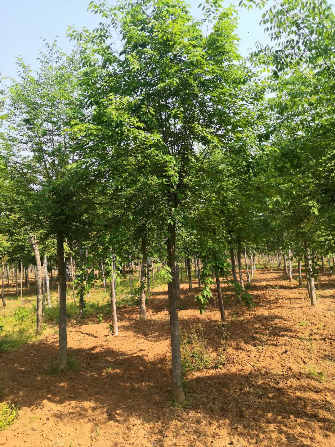 青檀樹圖片/青檀樹樣板圖 (3)