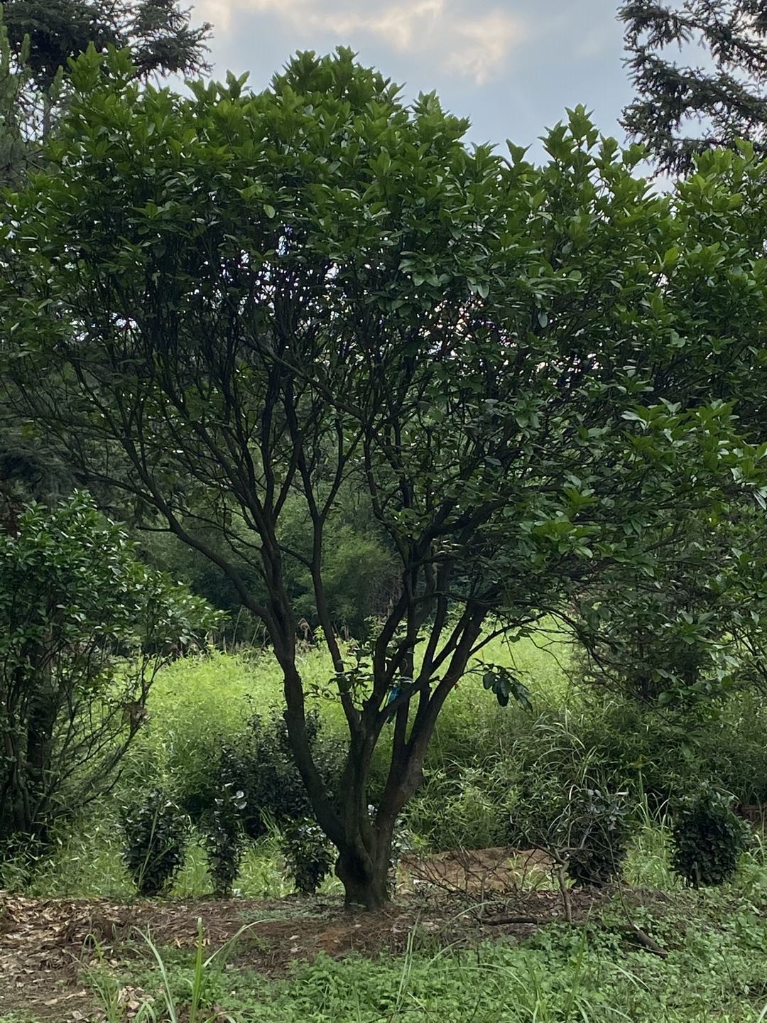 湖北丛生柚子树种植基地、批发、供货商、销售【益阳市赫山区春华种植专业合作社】图片