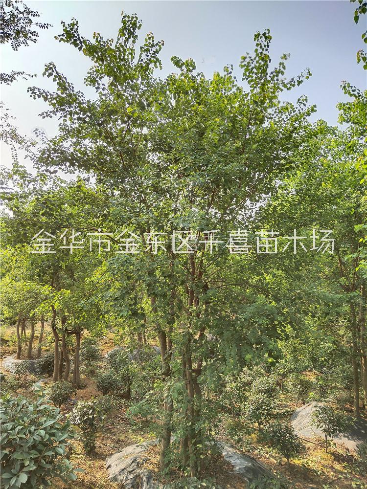 烏桕圖片/烏桕樣板圖 (1)