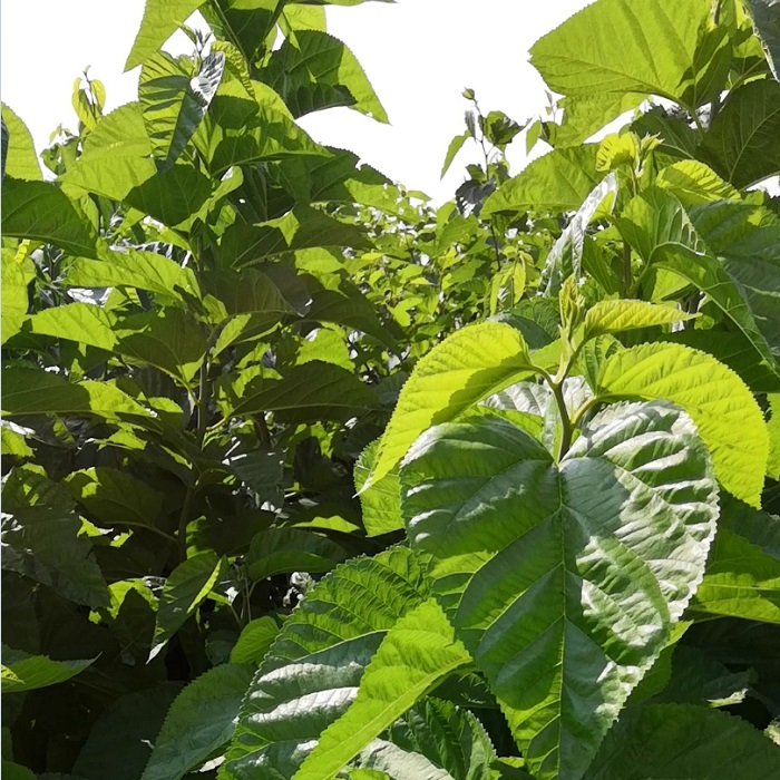 桑芽菜 菜桑苗價(jià)格圖片