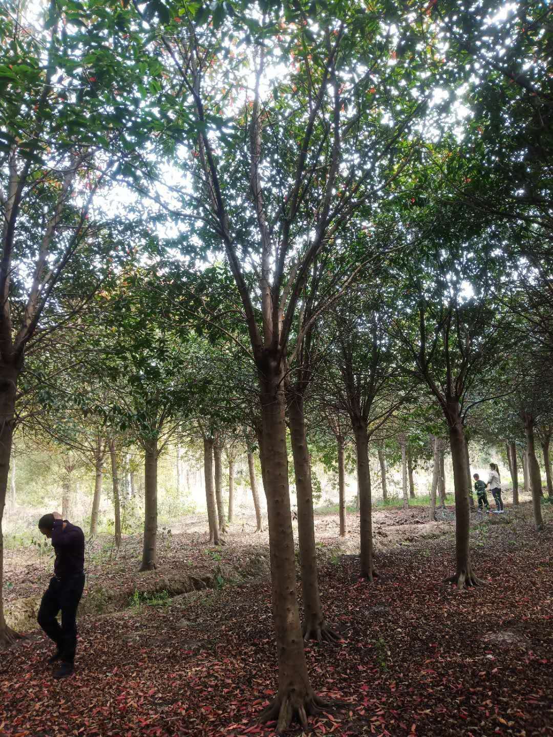 杜英批发种植基地价格图片