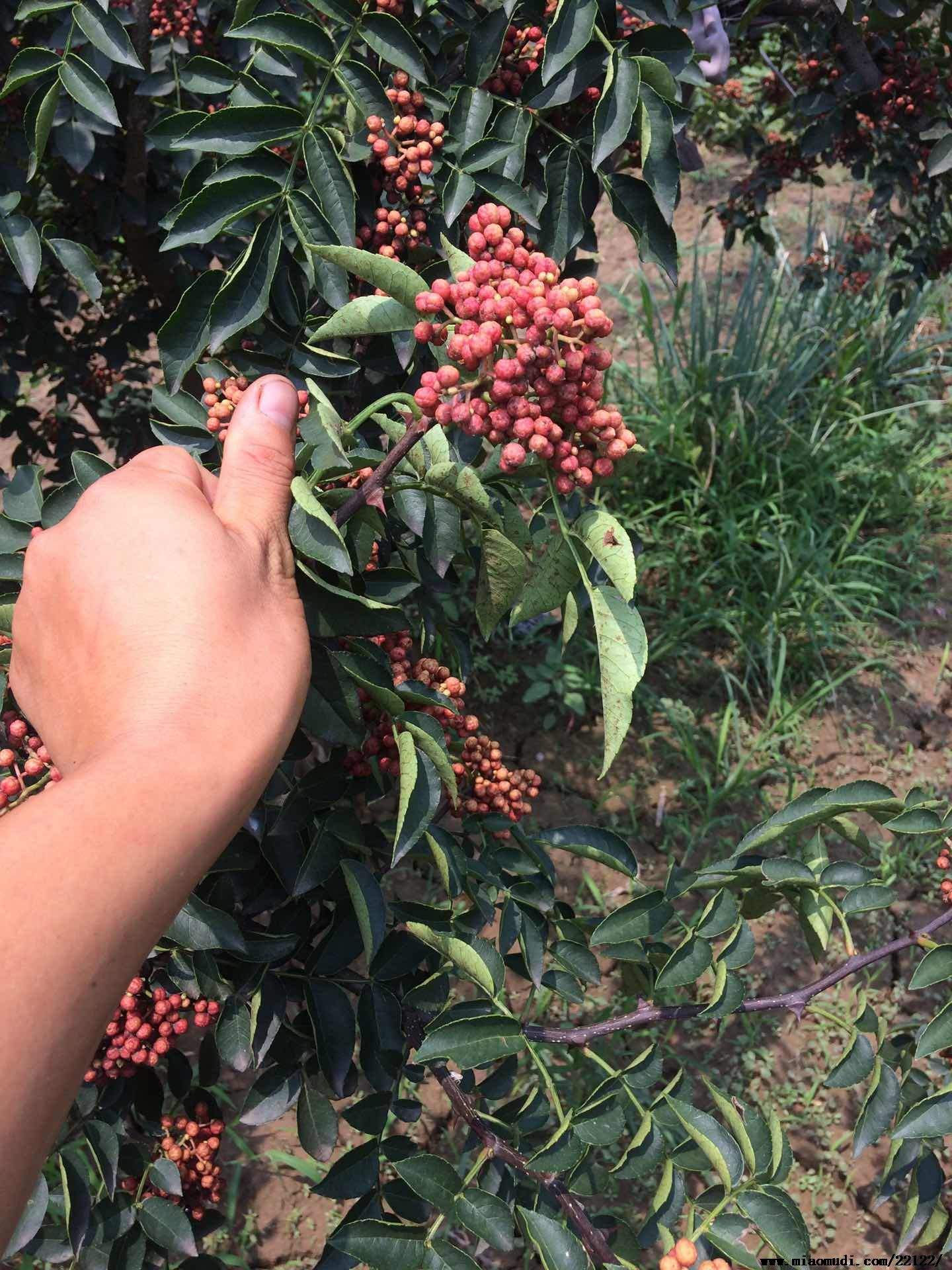 湖北批发大红袍花椒苗基地 批发价格