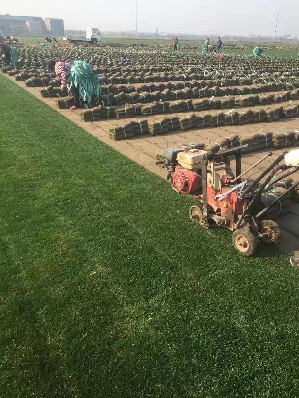 四季青圖片/四季青樣板圖 (4)