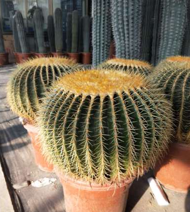 綠植租賃圖片/綠植租賃樣板圖 (1)