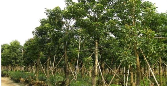 重阳木批发厂浙江重阳木树_12公分重阳木销售_重阳木种植基地 重阳木 重阳木批发 重阳木批发厂