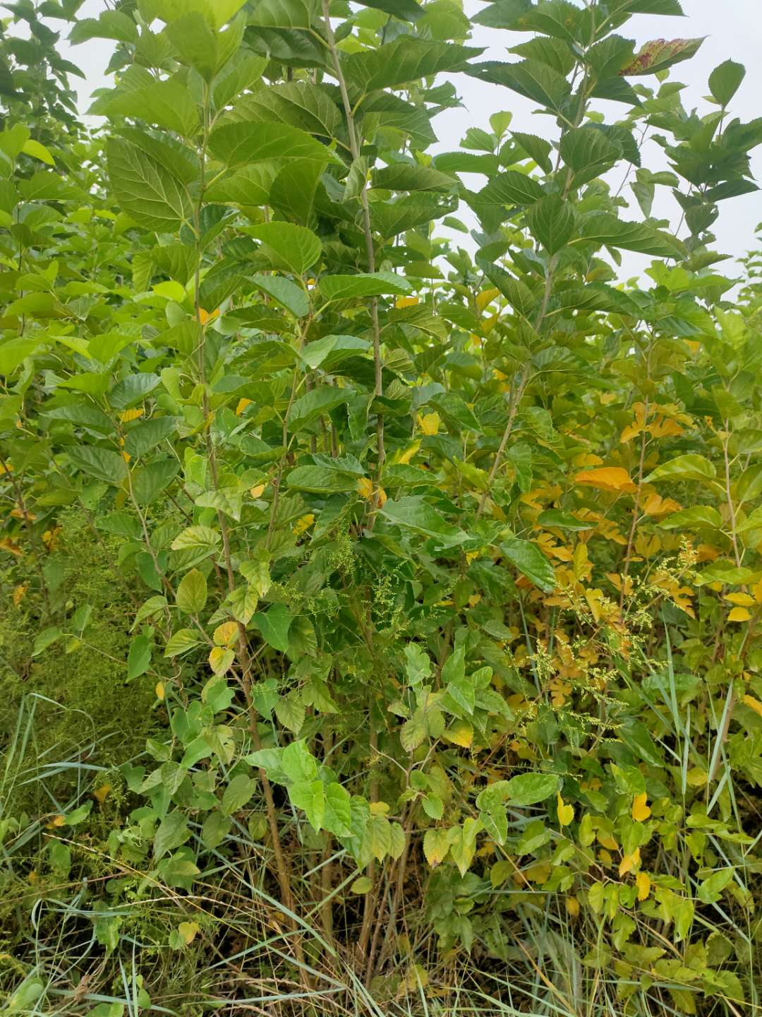 桑樹圖片/桑樹樣板圖 (4)