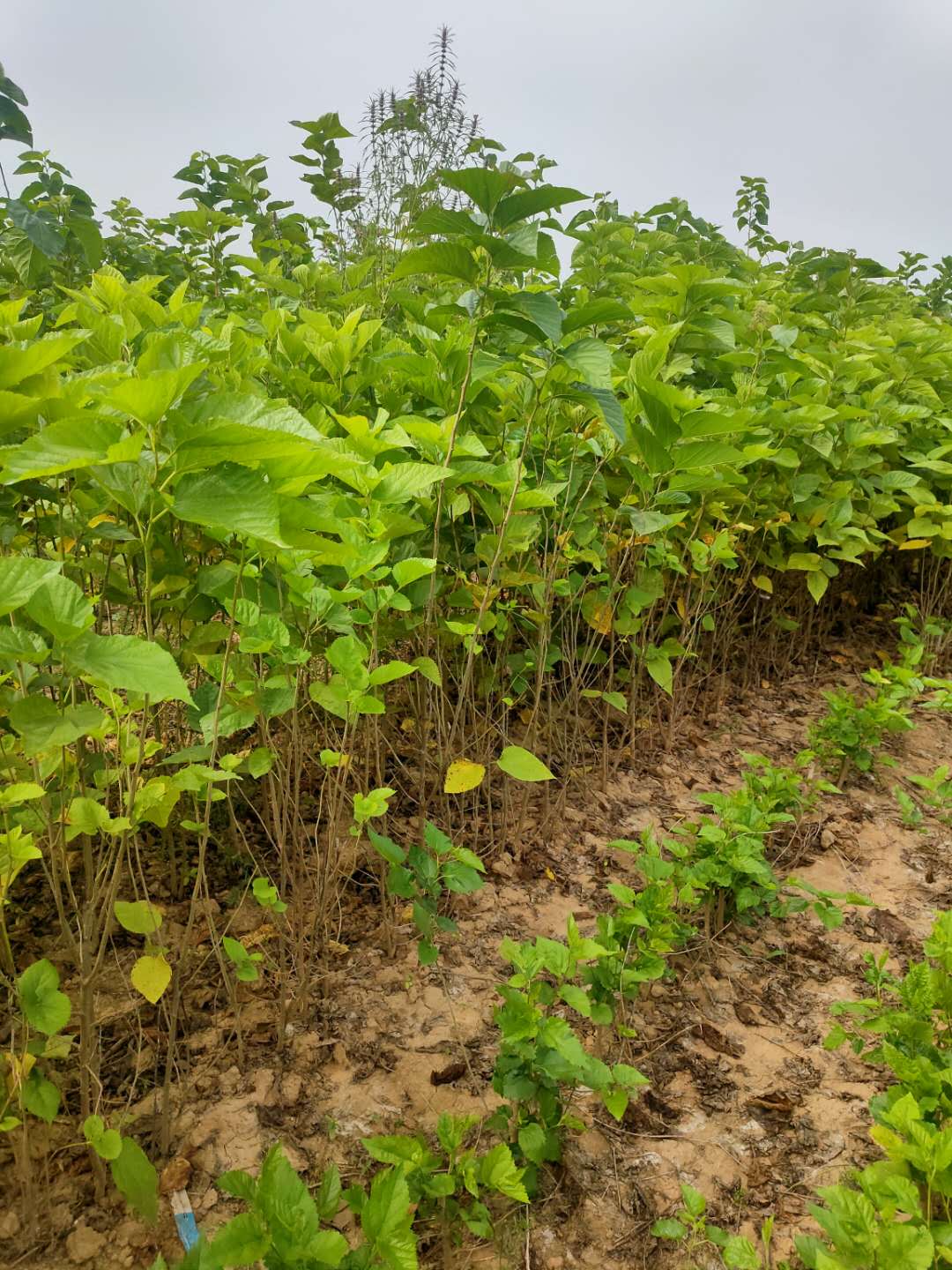 桑樹圖片/桑樹樣板圖 (2)