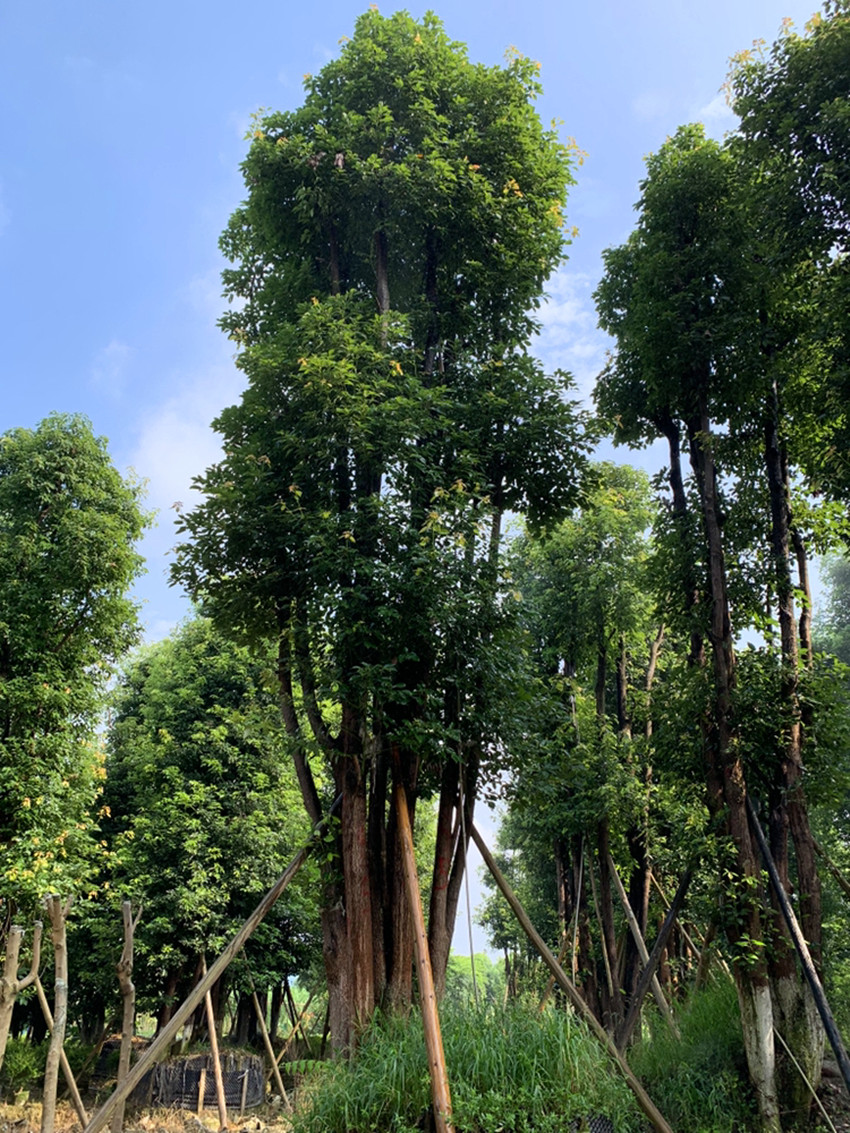 泸州市多头香樟厂家