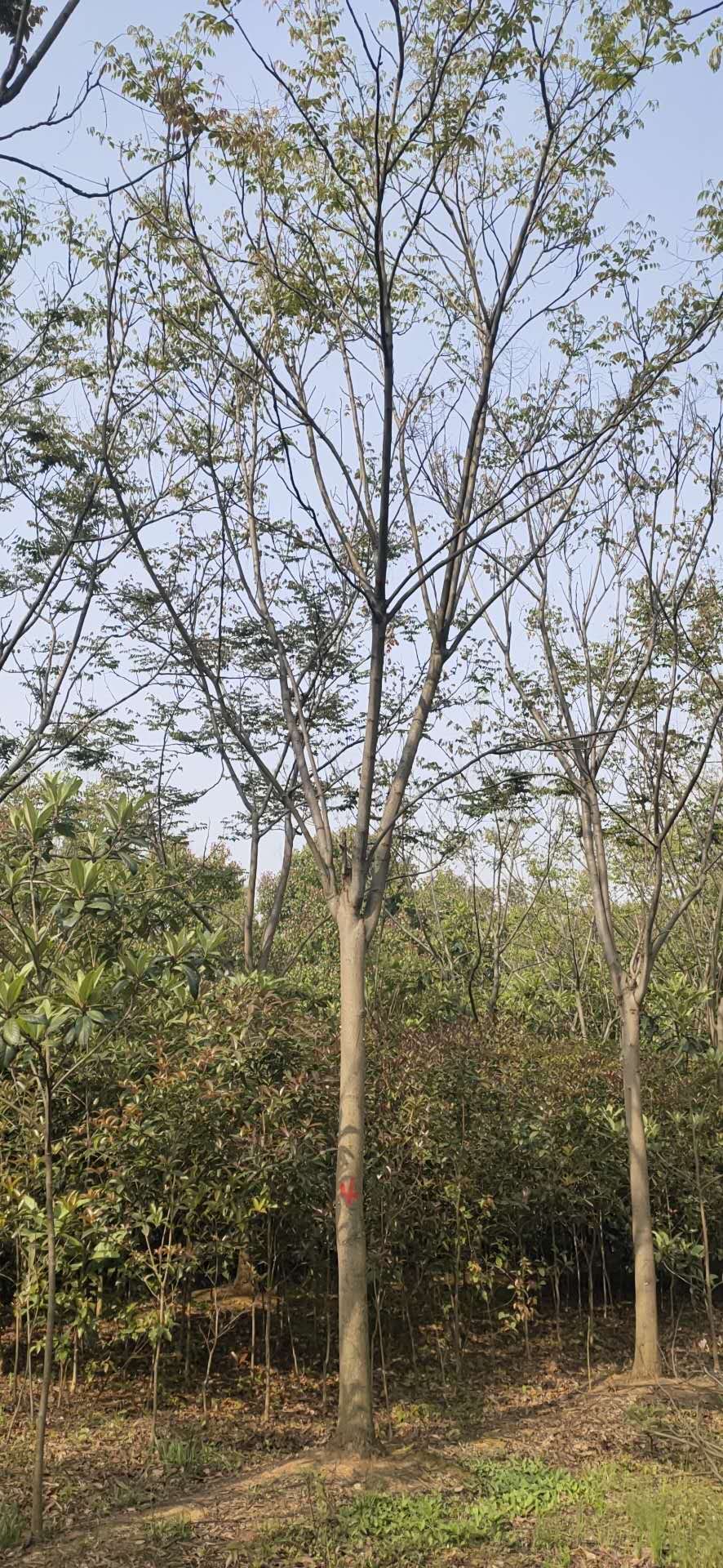 湖北欒樹圖片/湖北欒樹樣板圖 (3)