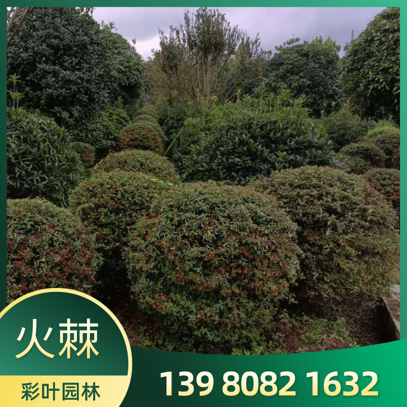 60公分火棘球圖片/60公分火棘球樣板圖 (2)
