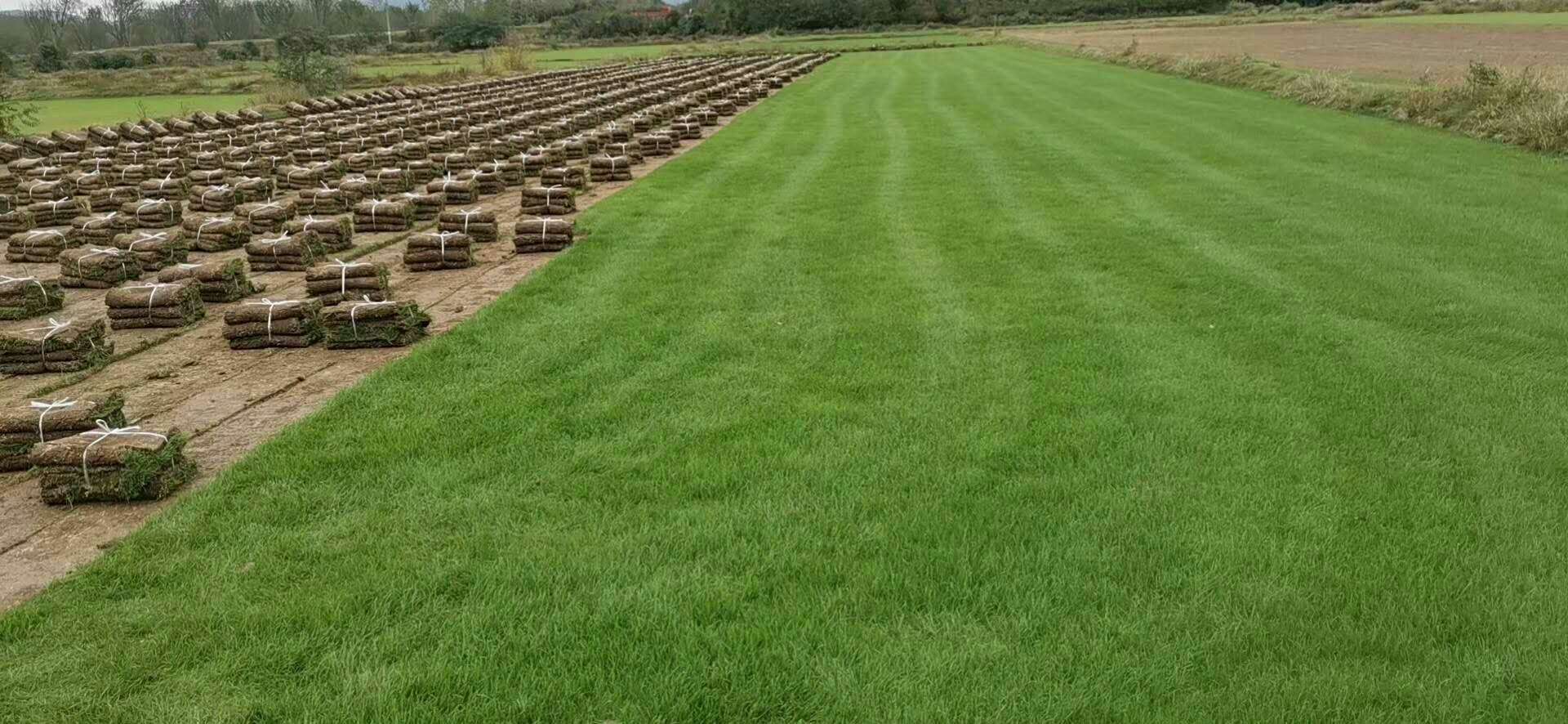 天堂草坪圖片/天堂草坪樣板圖 (3)