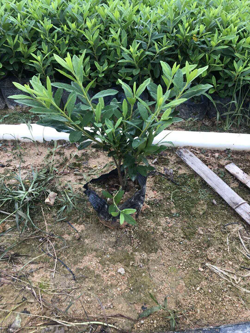 毛杜鵑圖片/毛杜鵑樣板圖 (1)