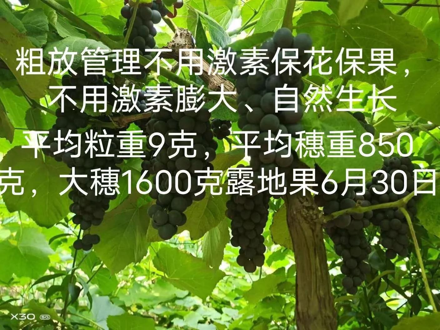 壽王玫瑰葡萄苗圖片/壽王玫瑰葡萄苗樣板圖 (4)