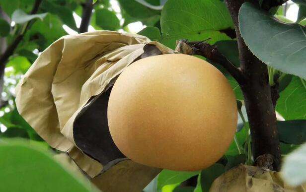 秋月梨圖片/秋月梨樣板圖 (2)