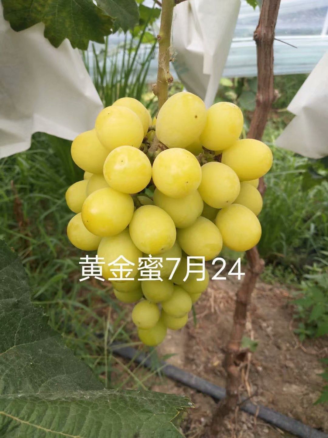 黃金蜜葡萄苗圖片