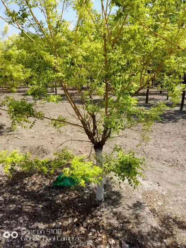 黃金槐圖片/黃金槐樣板圖 (2)