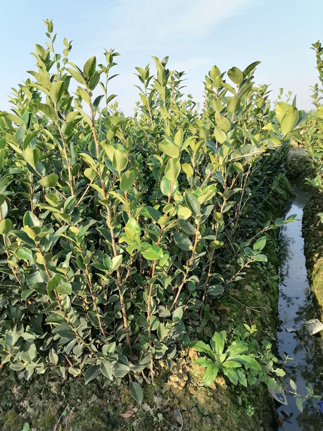 湖北土杯苗圖片/湖北土杯苗樣板圖 (4)