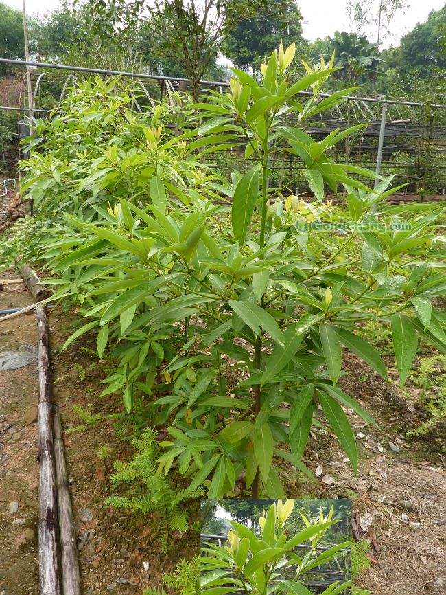 廣西香粉樹苗和刨花楠苗 香膠木苗圖片/廣西香粉樹苗和刨花楠苗 香膠木苗樣板圖 (4)