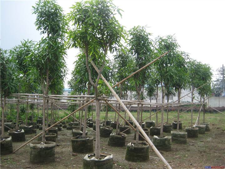 扁桃圖片/扁桃樣板圖 (1)