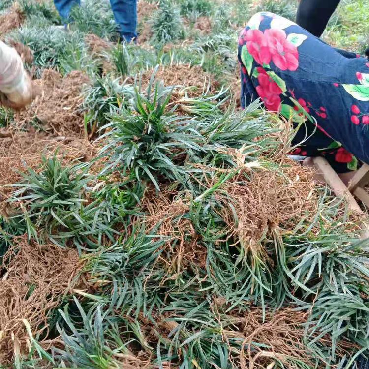 玉龍草圖片/玉龍草樣板圖 (2)