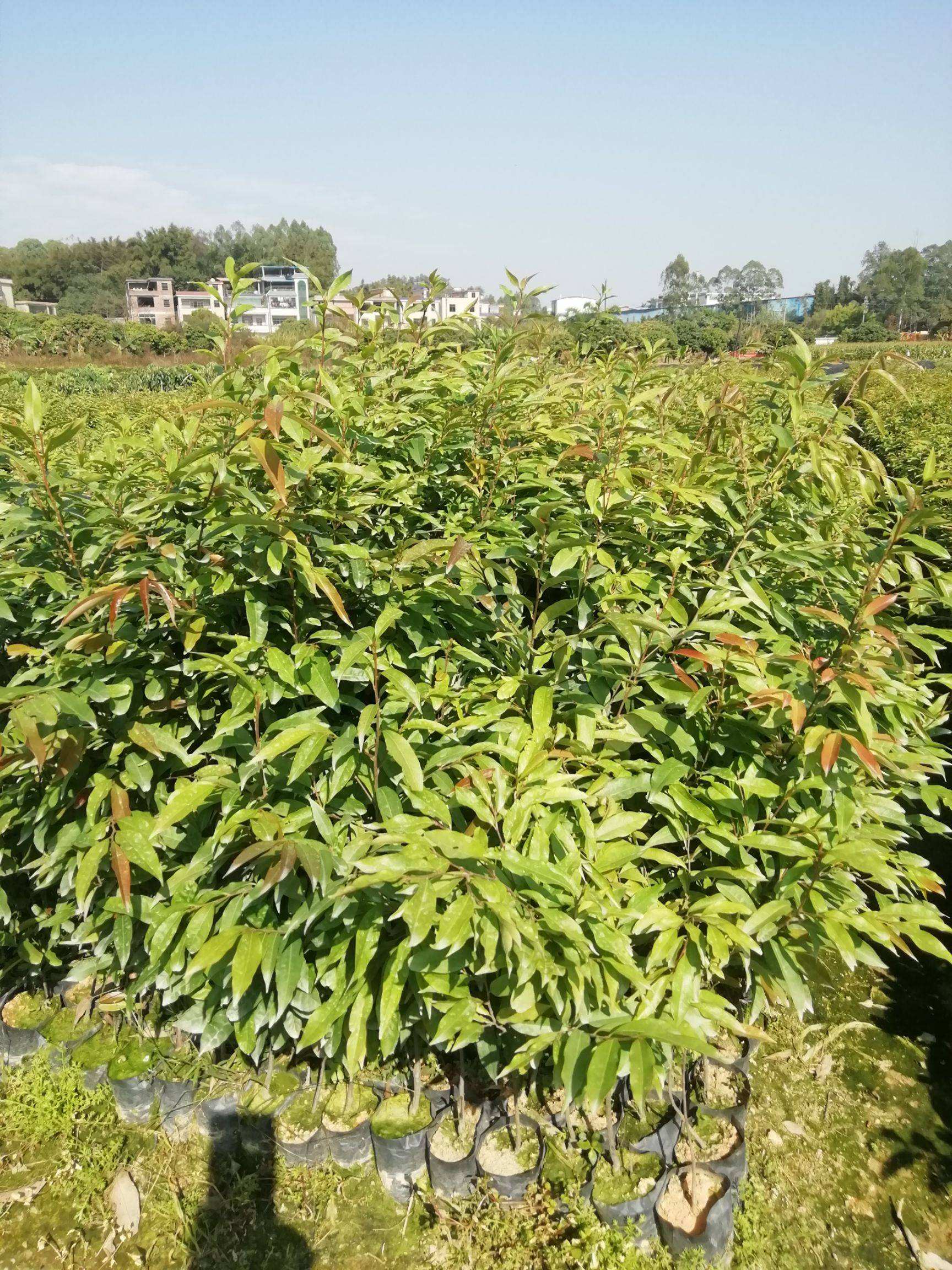 供應(yīng)廣西紅椎苗和楓香苗和紅黎木苗介紹