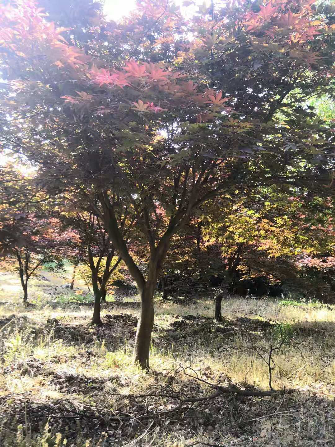 紅楓圖片/紅楓樣板圖 (3)