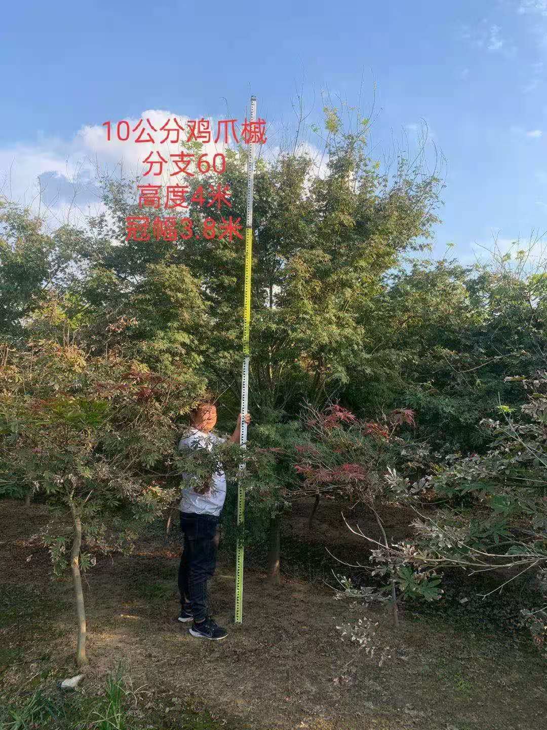 雞爪槭圖片/雞爪槭樣板圖 (3)