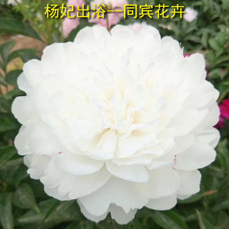 鮮花五月花神芍藥鮮切花牡丹鮮花苗木庭院進(jìn)口品種國(guó)內(nèi)易活插花