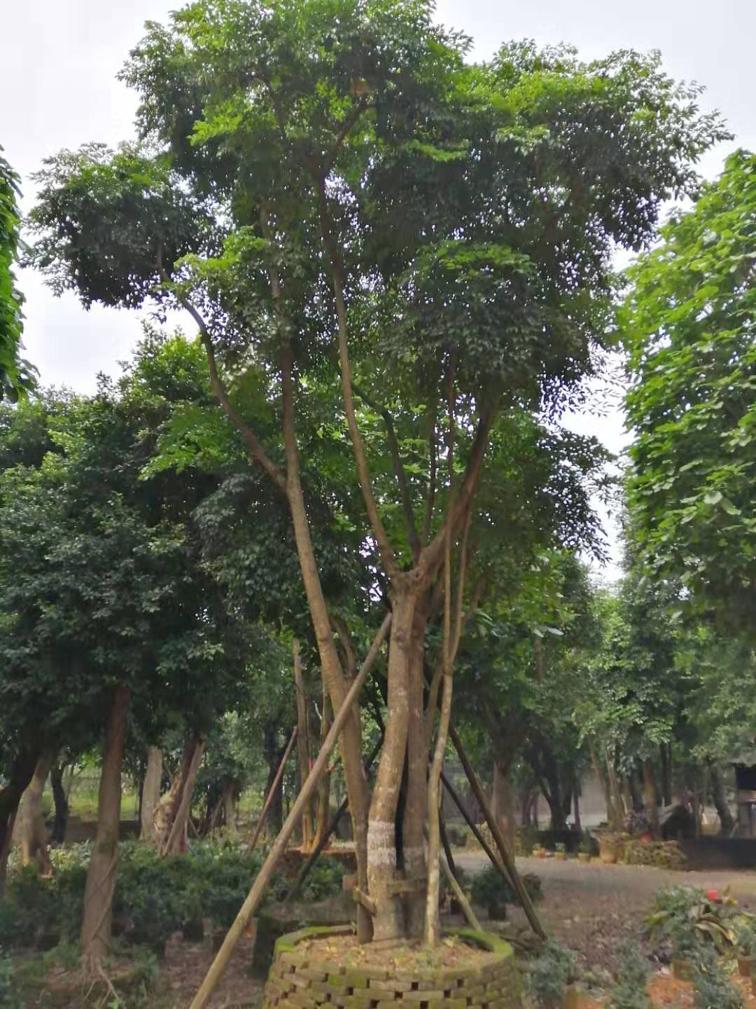 湖南16一40分晁傘楓基地直銷、批發(fā)、價(jià)格、 大量供應(yīng)【名楊花場基地】