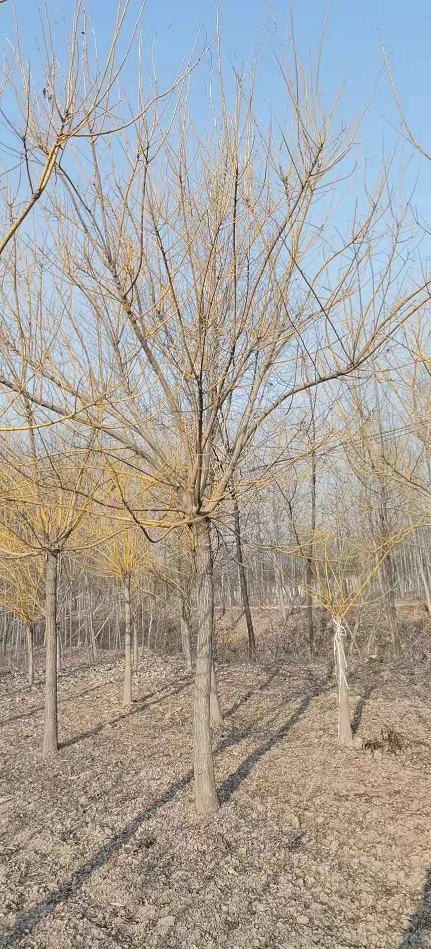 黃金槐大量銷售  黃金槐常年供應(yīng)