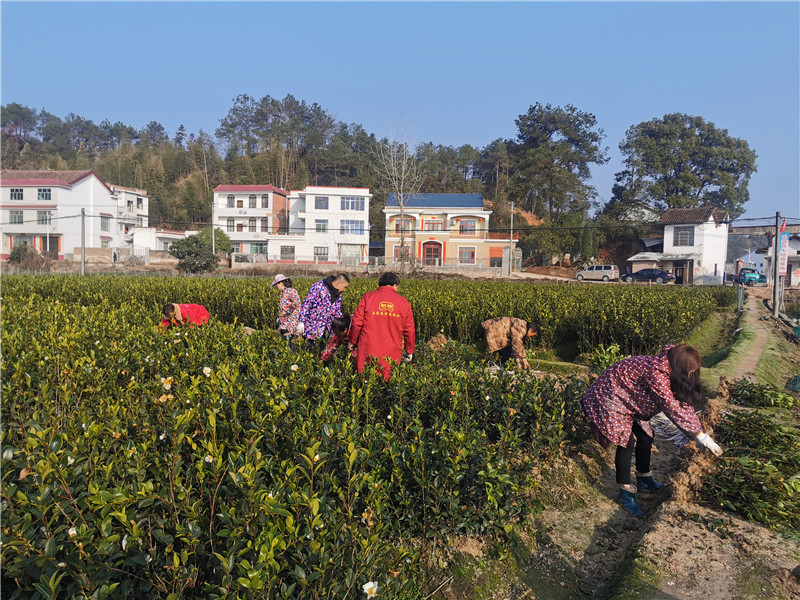 二年生裸根油茶苗二年生裸根油茶苗批发、基地、价格、大量供应【湖南天荣苗木培育专业合作社】