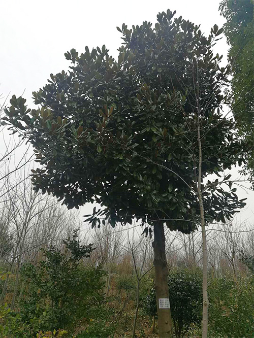 廣玉蘭圖片/廣玉蘭樣板圖 (1)