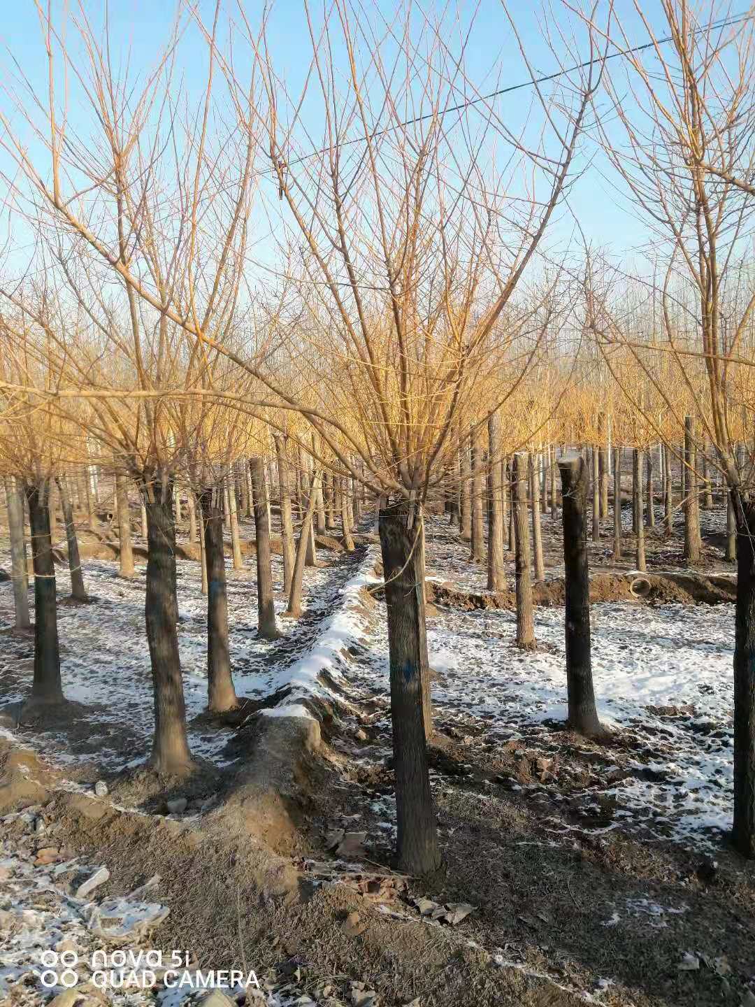 黄金槐 山东黄金槐