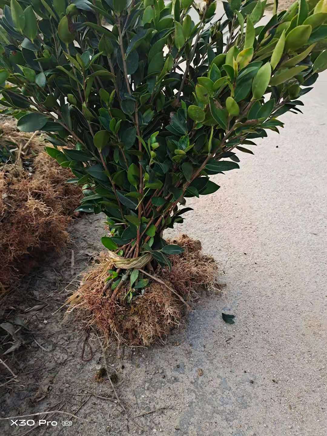 嫁接油茶圖片/嫁接油茶樣板圖 (2)